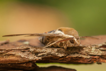 Hyles gallii