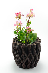 Kalanchoe flowers