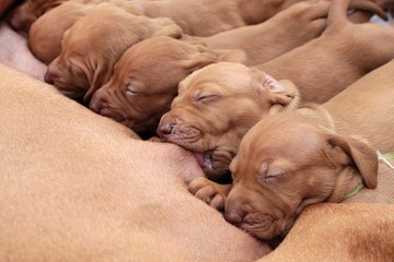 female Hungarian Pointer, lactation, © martinfredy