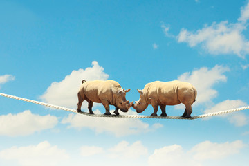 Two rhino walking on rope