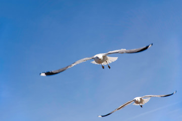 Zwei Möwen im Flug vor blauem Himmel