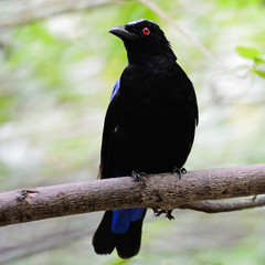 Asian Fairy Bluebird