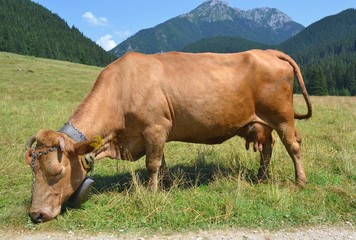 cow on the background of Polish gór.Tatry © robert6666