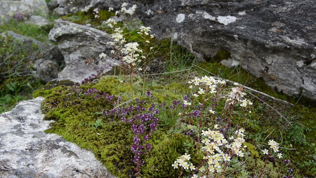 Wild thyme and saxifraga grown in rock in alps