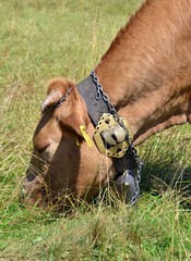 cow © robert6666