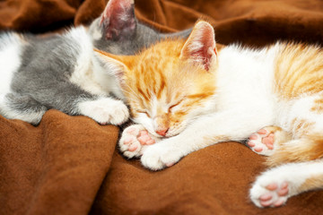 Fototapeta na wymiar cute kittens sleeping