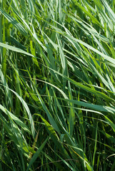 green reed