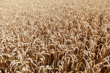 wheat field