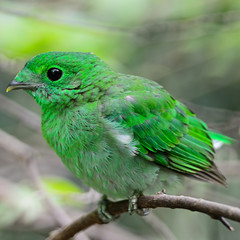 female Green Broadbill