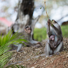 A monkeys family