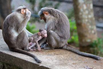 A monkeys family