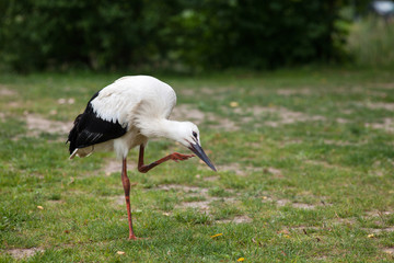 Young stork