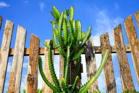 cactus and the fence with blue sky