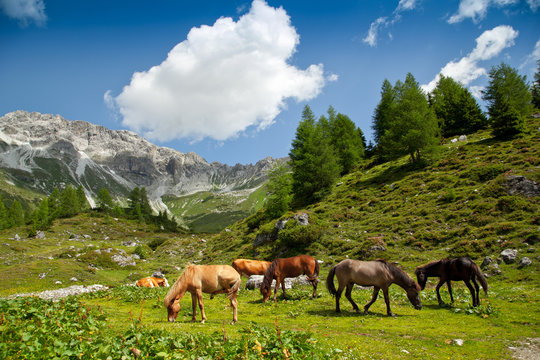 Pferde auf der Alm