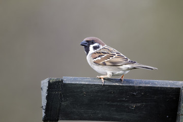 Tree sparrow, Passer montanus