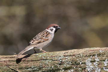 Tree sparrow, Passer montanus