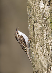 Fototapeta premium Treecreeper, Certhia familiaris