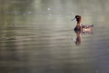 Tufted duck, Aythya fuligula