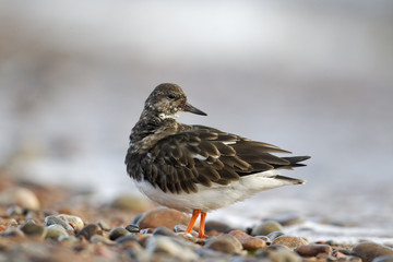Turnstone, Arenaria interpres