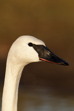 Trumpeter swan, Cygnus buccinator
