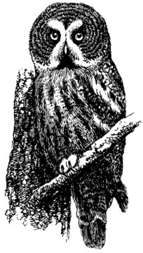 Bird Great Grey Owl