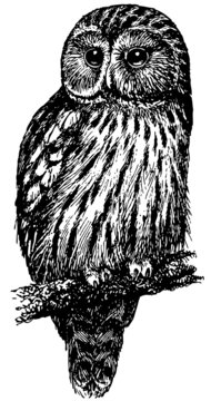 Bird Ural Owl