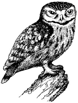 Bird Little Owl