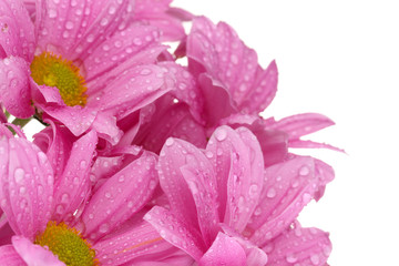 beautiful chrysanthemum isolated on white
