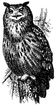 Bird Eurasian Eagle-Owl