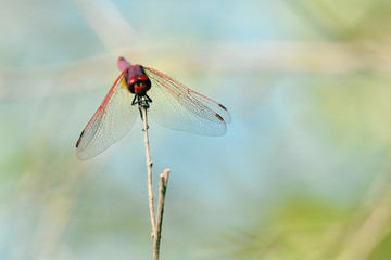 Trithemis annulata