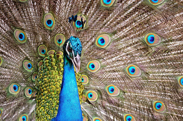 Obraz premium Green Peafowl