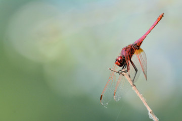 Trithemis annulata
