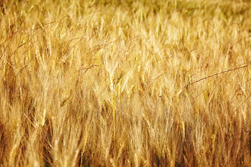 Ripe wheat against. Background.