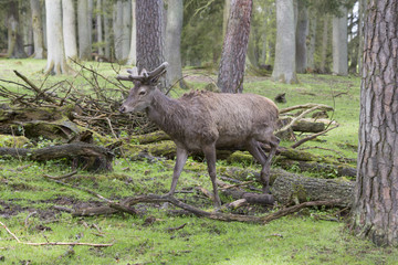 Hirsch läuft