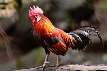 Red Junglefowl