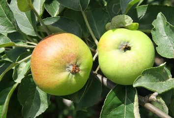green unripe apples on tree