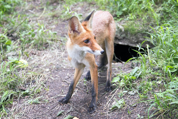 Naklejka na ściany i meble red fox in a forest near the burrows