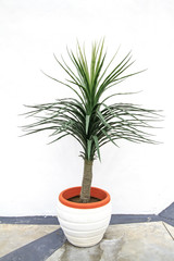 Fototapeta premium Yucca Potted Plant