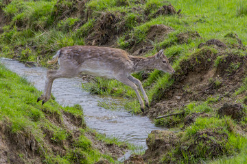 Reh springt über Bach