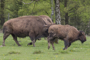 Bison Familie rennt