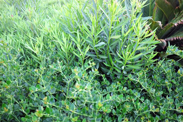 Beautiful background of fresh green plant in garden