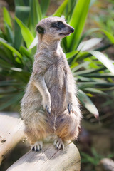 Obraz premium Suricate