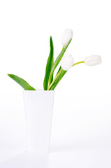 White tulips in a white vase with clipping path