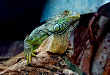 Green iguana in zoo