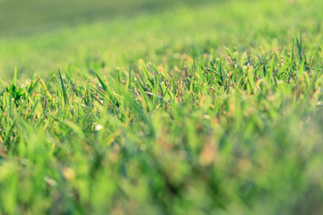 Grass