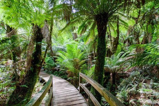 Walking path in tropical rain forest