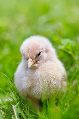 Little chicken on the grass