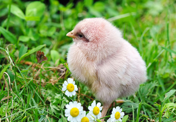 Little chicken on the grass