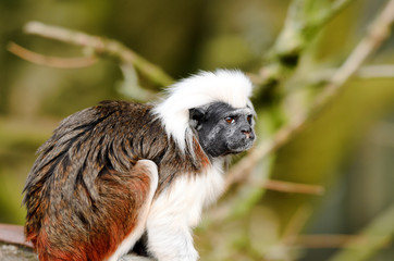 Cotton-Top Tamarin
