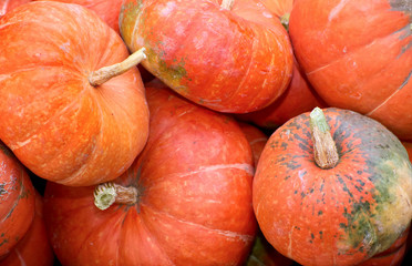 Halloween pumpkins assortment on the autumn season market